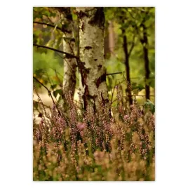 baner-70x100-brzoza-wsrod-wrzosow-las