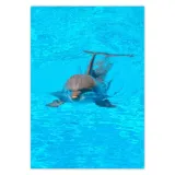 baner-70x100-delfin