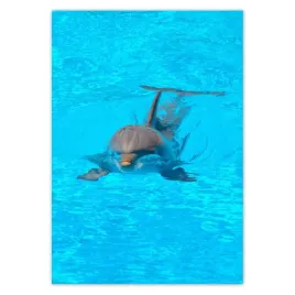 baner-70x100-delfin