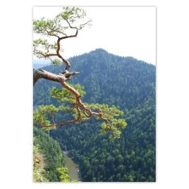 baner-70x100-samotne-drzewo