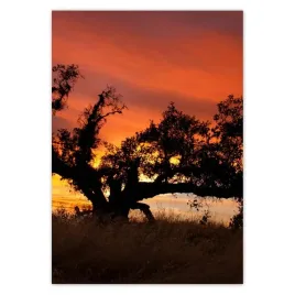 baner-70x100-akacja-w-afryce