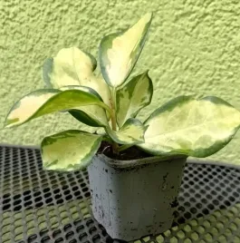 hoja-hoya-australis-lisa-sadzonka