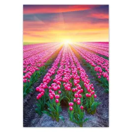 baner-70x100-morze-tulipanow-kwiaty