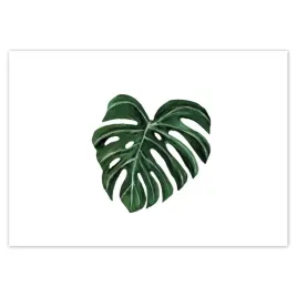 baner-100x70-monstera-deliciosa-lisc