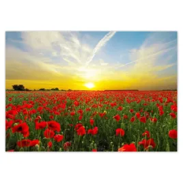 baner-100x70-pole-makow-z-zachodem