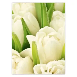 baner-100x135-delikatne-tulipany
