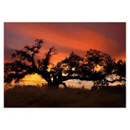 baner-100x70-akacja-w-afryce