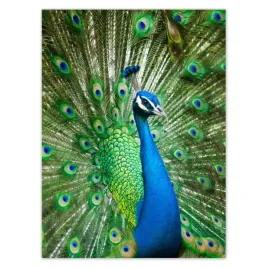 baner-100x135-paw-w-okresie-godowym