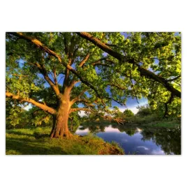 baner-100x70-dab-w-rogalinie-zachod