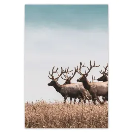 baner-125x185-stado-jeleni-rogi-rog