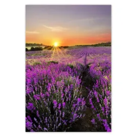 baner-125x185-lawendowa-laka