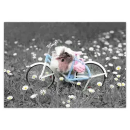 baner-100x70-swinka-morska-z-rowerkiem