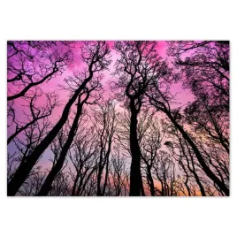 baner-100x70-las-drzewa-widok-z-dolu