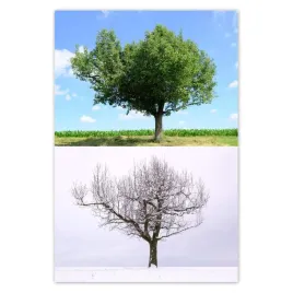 baner-125x185-cztery-pory-roku-drzewo