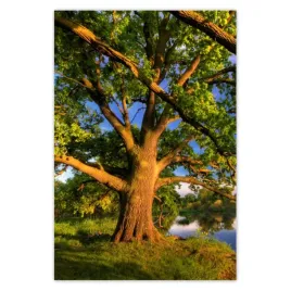 baner-125x185-dab-w-rogalinie-zachod