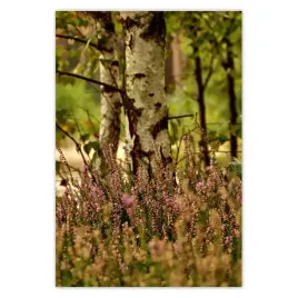baner-135x200-brzoza-wsrod-wrzosow-las
