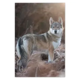 baner-135x200-wilk-wilki-wolf