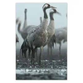 baner-80x120-zurawie-we-mgle-mgla