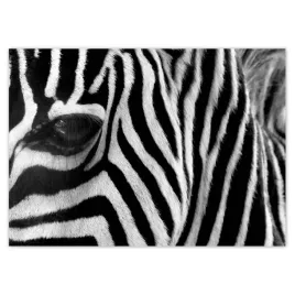 baner-70x50-czarno-biale-pasy-zebra