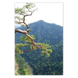 baner-80x120-samotne-drzewo