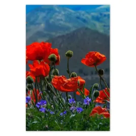 baner-80x120-czerwone-maki-kwiaty