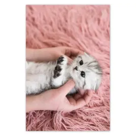 baner-80x120-kot-kotek-kotki-koty