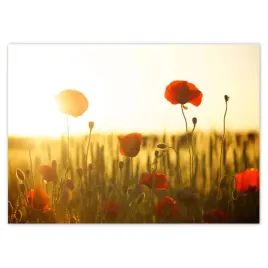 baner-70x50-maki-o-wschodzie-slonca