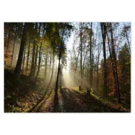baner-70x50-wschod-slonca-w-lesie