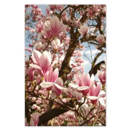 baner-80x120-magnolie-kwiaty-blekit