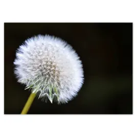 baner-70x50-dmuchawiec-kwiat-kwiatki