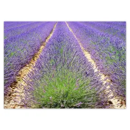 baner-70x50-lawenda