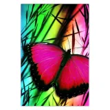 baner-80x120-motyl