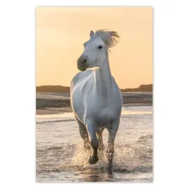 baner-80x120-dzikie-konie-wild-horses