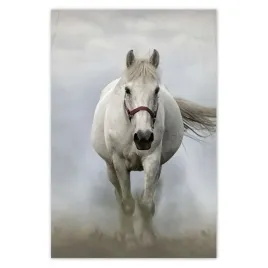baner-80x120-kon-konie-jezdziectwo