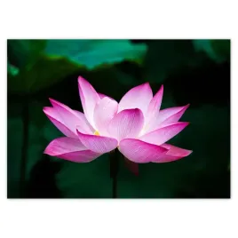 baner-70x50-kwiat-lotosu