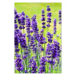 baner-80x120-kwiaty-lawendy