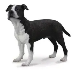 pies-amerykanski-saffordshire-terrier