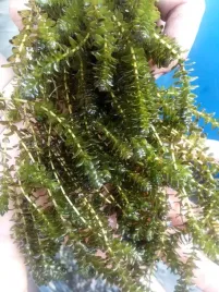 10x-moczarka-elodea-do-oczka-natlenia-oczyszcza