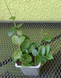 hoya-hoja-chouke-sadzonka