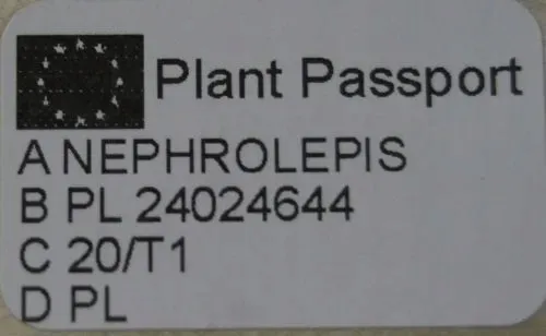 paproc-krolewska-nephrolepsis-murano-waga-z-opakowaniem-1-kg