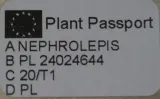 paproc-krolewska-nephrolepsis-murano-waga-z-opakowaniem-1-kg