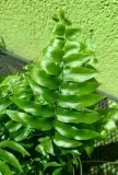 paproc-nephrolepsis-biserrata-macho