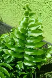 paproc-nephrolepsis-biserrata-macho