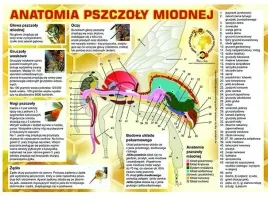 tablica-duza-edukacyjna-anatomia-pszczoly-f223