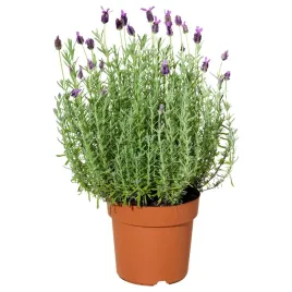 lawenda-doniczkowa-30-cm-pachnaca-dekoracja-wnetrza