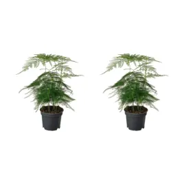 2-szt-roslina-doniczkowa-asparagus-setaceus-20-cm