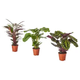kalatea-roslina-doniczkowa-85-cm-ozdobne-liscie