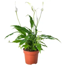 lilia-pokoju-spathiphyllum-45-cm-roslina-doniczkowa