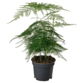 roslina-doniczkowa-asparagus-setaceus-20-cm