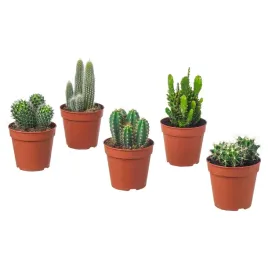 kaktus-doniczkowy-20-cm-latwy-w-pielegnacji-ikea